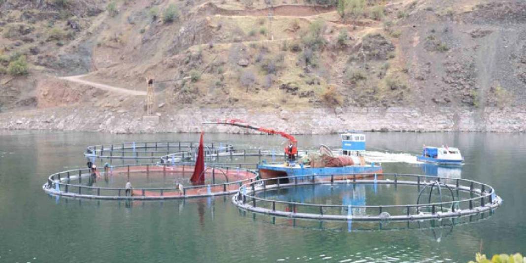 Diyarbakır’dan dünyaya “Mezopotamya somonu” ihracatı! 500 ton üretim kapasitesi var: 1 yılda büyük başarı 7